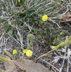 Trifolium campestre at Garran, ACT - 22 Sep 2023 03:40 PM