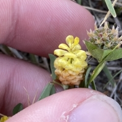 Trifolium campestre at Garran, ACT - 22 Sep 2023 03:40 PM