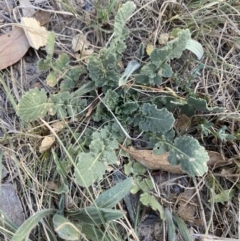 Hirschfeldia incana (Buchan Weed) at Phillip, ACT - 22 Sep 2023 by Tapirlord