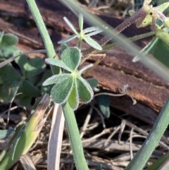 Oxalis sp. (Wood Sorrel) at Phillip, ACT - 22 Sep 2023 by Tapirlord