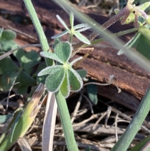 Oxalis sp. at Phillip, ACT - 22 Sep 2023