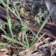 Oxalis sp. at Phillip, ACT - 22 Sep 2023