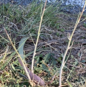 Chondrilla juncea at Phillip, ACT - 22 Sep 2023 03:39 PM