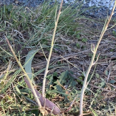 Chondrilla juncea (Skeleton Weed) at Phillip, ACT - 22 Sep 2023 by Tapirlord