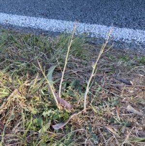 Chondrilla juncea at Phillip, ACT - 22 Sep 2023 03:39 PM