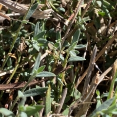 Einadia nutans (Climbing Saltbush) at Phillip, ACT - 22 Sep 2023 by Tapirlord