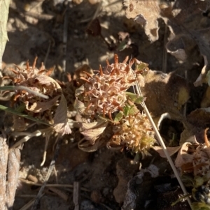 Trifolium glomeratum at Garran, ACT - 22 Sep 2023