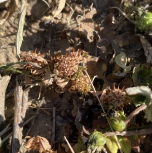 Trifolium glomeratum at Garran, ACT - 22 Sep 2023