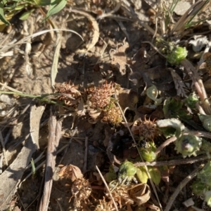 Trifolium glomeratum at Garran, ACT - 22 Sep 2023