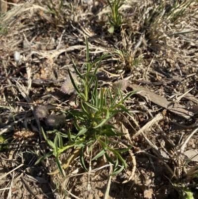 Lepidium africanum (Common Peppercress) at Garran, ACT - 22 Sep 2023 by Tapirlord