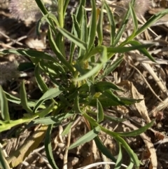 Lepidium africanum at Garran, ACT - 22 Sep 2023 03:37 PM