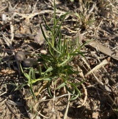 Lepidium africanum at Garran, ACT - 22 Sep 2023