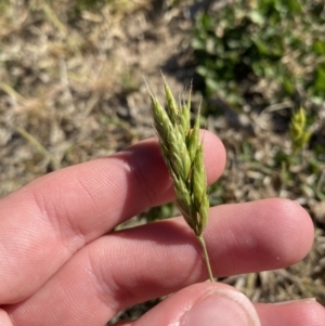 Bromus hordeaceus at Garran, ACT - 22 Sep 2023 03:37 PM