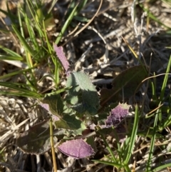 Sonchus oleraceus (Annual Sowthistle) at Garran, ACT - 22 Sep 2023 by Tapirlord