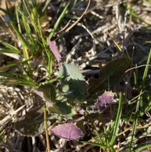 Sonchus oleraceus at Garran, ACT - 22 Sep 2023 03:36 PM