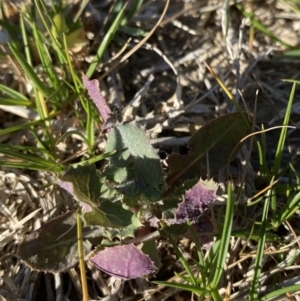 Sonchus oleraceus at Garran, ACT - 22 Sep 2023 03:36 PM