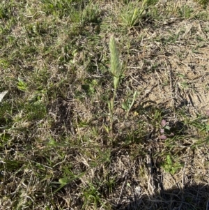 Trifolium angustifolium at Garran, ACT - 22 Sep 2023