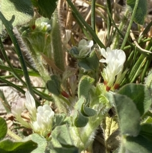 Trifolium subterraneum at Garran, ACT - 22 Sep 2023 03:35 PM