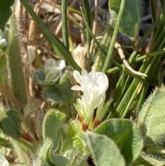 Trifolium subterraneum at Garran, ACT - 22 Sep 2023