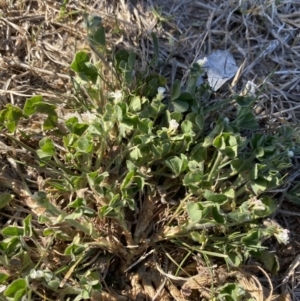 Trifolium subterraneum at Garran, ACT - 22 Sep 2023