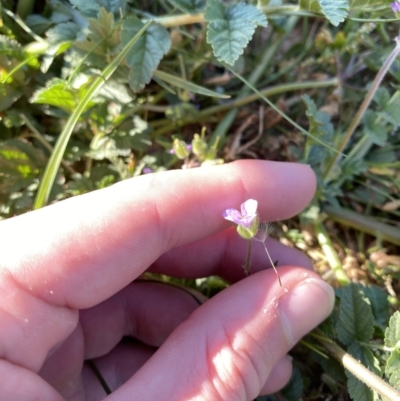 Erodium moschatum (Musky Crowfoot, Musky Storksbill) at Garran, ACT - 22 Sep 2023 by Tapirlord