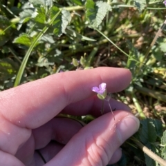 Erodium moschatum at Garran, ACT - 22 Sep 2023 03:34 PM