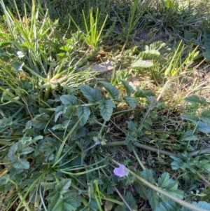 Erodium moschatum at Garran, ACT - 22 Sep 2023 03:34 PM