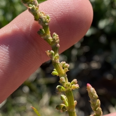 Rumex brownii (Slender Dock) at Garran, ACT - 22 Sep 2023 by Tapirlord