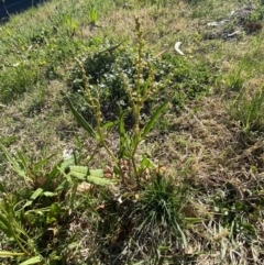 Rumex brownii at Garran, ACT - 22 Sep 2023 03:34 PM