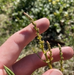 Rumex brownii at Garran, ACT - 22 Sep 2023 03:34 PM