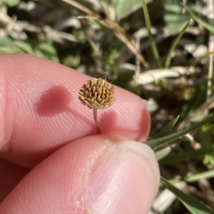 Cotula australis at Garran, ACT - 22 Sep 2023