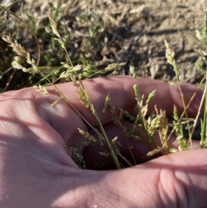 Poa annua at Garran, ACT - 22 Sep 2023 03:33 PM