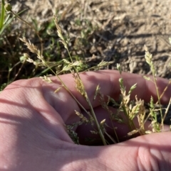 Poa annua at Garran, ACT - 22 Sep 2023 03:33 PM