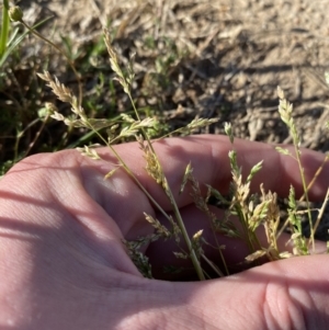 Poa annua at Garran, ACT - 22 Sep 2023 03:33 PM