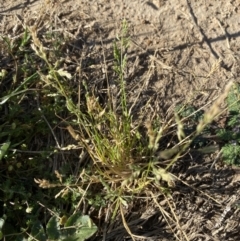 Poa annua at Garran, ACT - 22 Sep 2023