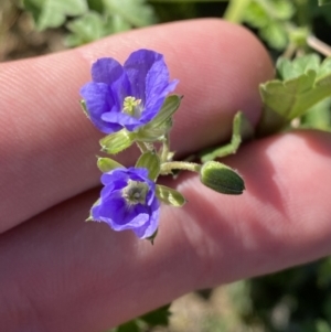 Erodium crinitum at Garran, ACT - 22 Sep 2023