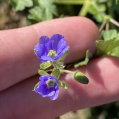 Erodium crinitum at Garran, ACT - 22 Sep 2023 03:33 PM