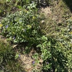 Erodium crinitum at Garran, ACT - 22 Sep 2023