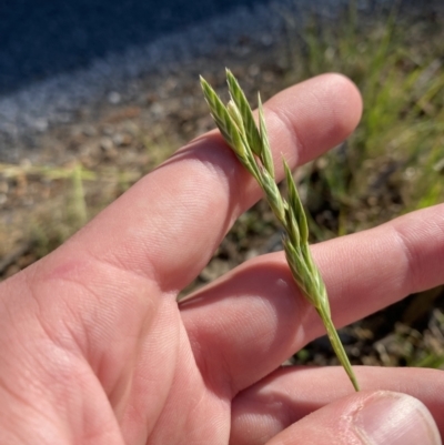 Bromus (genus) (A Brome) at Garran, ACT - 22 Sep 2023 by Tapirlord