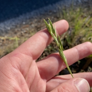 Bromus sp. at Garran, ACT - 22 Sep 2023