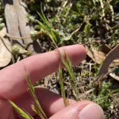 Vulpia bromoides at Garran, ACT - 22 Sep 2023