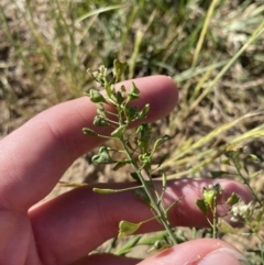 Capsella bursa-pastoris (Shepherd's Purse) at Garran, ACT - 22 Sep 2023 by Tapirlord