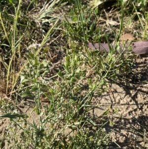 Capsella bursa-pastoris at Garran, ACT - 22 Sep 2023