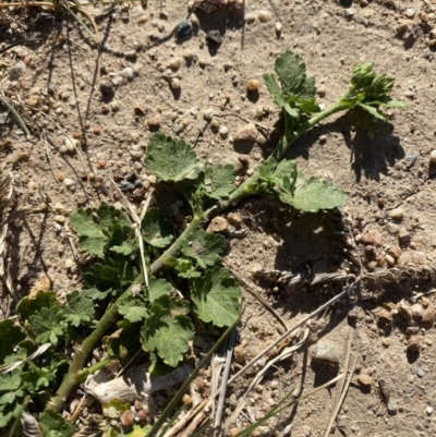 Modiola caroliniana (Red-flowered Mallow) at Garran, ACT - 22 Sep 2023 by Tapirlord