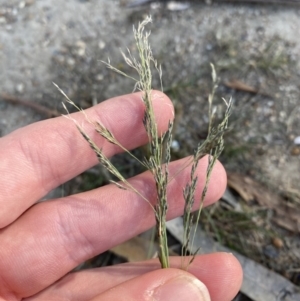 Eragrostis curvula at Garran, ACT - 22 Sep 2023