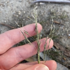 Eragrostis curvula at Garran, ACT - 22 Sep 2023