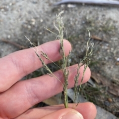 Eragrostis curvula at Garran, ACT - 22 Sep 2023 03:31 PM