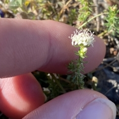 Asperula conferta at Garran, ACT - 22 Sep 2023