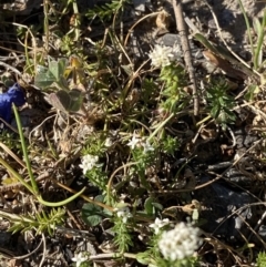 Asperula conferta at Garran, ACT - 22 Sep 2023