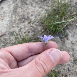 Wahlenbergia capillaris at Garran, ACT - 22 Sep 2023 03:30 PM